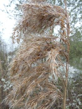 Inflorescence formant une grande panicule brune-violacée plutôt dressée. Agrandir dans une nouvelle fenêtre (ou onglet)